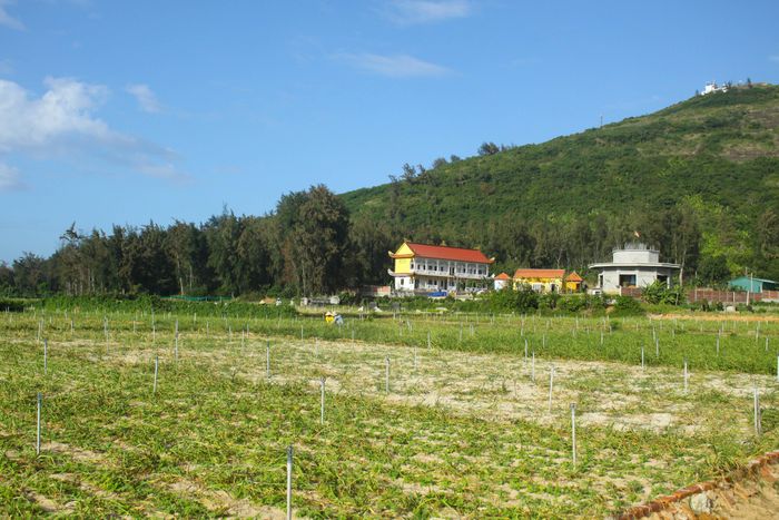 Những ruộng tỏi đã đến ngày thu hoạch trên đảo Lý Sơn. Ảnh: NGUYỄN TRANG