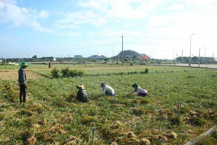 Đến chiều vẫn còn nhiều người trên đảo thu hoạch tỏi. Ảnh: NGUYỄN TRANG