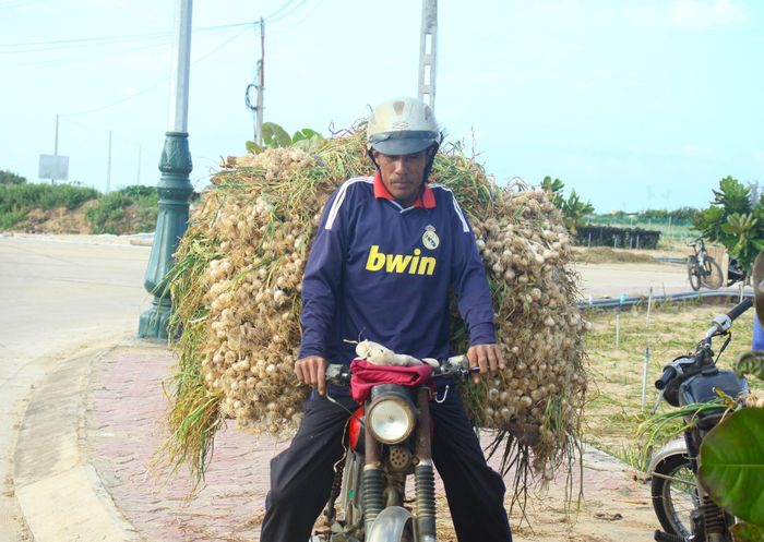 Chở tỏi về nhà phơi khô. Ảnh: NGUYỄN TRANG
