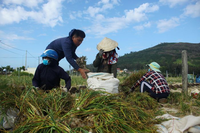 Làm tỏi trên cánh đồng Lý Sơn. Ảnh: NGUYỄN TRANG