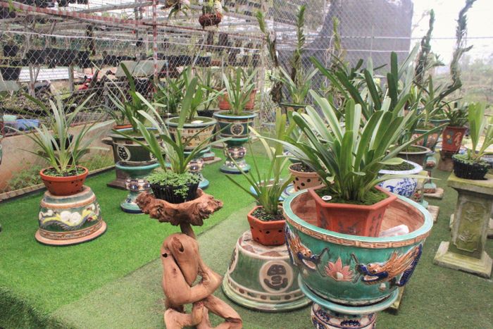 Những giống lan đẹp được anh Long ươm trồng, một góc để phục vụ nhu cầu của từng khách hàng.