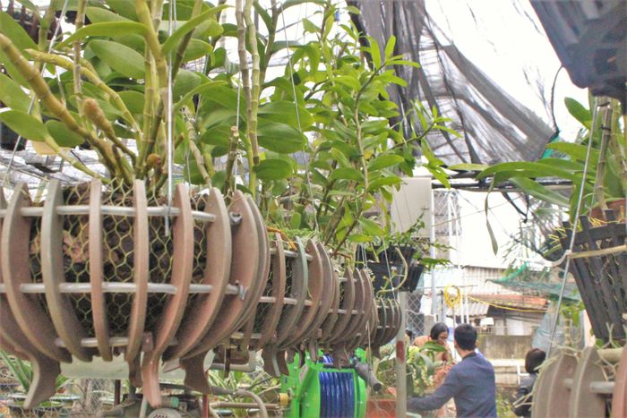 Trong vườn giò lan thường có giá dao động từ 200.000 đồng - 10 triệu đồng. Trong đó lan nghinh xuân đột biến có giá trên 30 triệu đồng. Đến nay số lượng lan trong vườn có giá trị tiền tỷ.