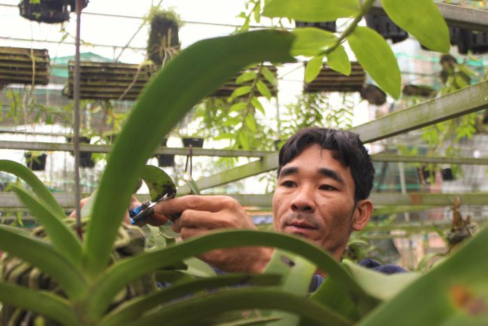 “Lúc ra trường đi làm vẫn có thu nhập từ 8-10 triệu đồng/tháng, nhưng tôi lại yêu thích trồng lan. Chính vì thế nên tôi chuyển hướng về quê lập nghiệp trên mảnh đất của bố mẹ. Một ngày tất cả thời gian tôi đều dồn hết vào công tác chăm sóc lan. Ngoài làm việc, trồng và chăm sóc lan tại nhà, ai thuê đi chăm sóc vườn, tư vấn cho họ tôi vẫn làm thêm”, anh Long chia sẻ.