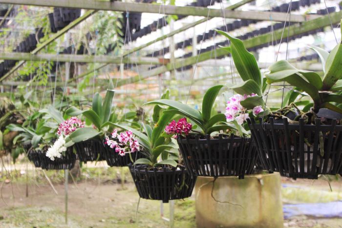 Để có được những giỏ lan quý, anh Long thường xuyên đi tìm kiếm, sưu tầm trong và ngoài tỉnh, thậm chí bỏ công sang Lào, Campuchia để tìm.