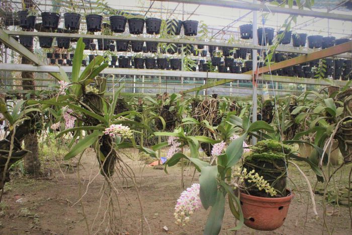 Ban đầu, anh Long tìm kiếm, sưu tầm, thiết kế những mẫu gỗ làm giá bám cho các loại lan rừng. Rồi ghép những chồi lan đã được xử lý lên những thân cây gỗ, sau đó lắp lên giàn khung cao hai tầng.