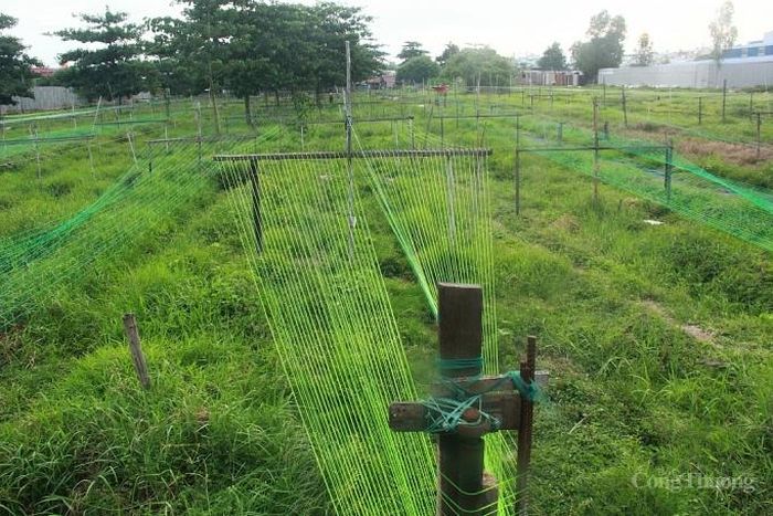 Nhưng sợi dây cước nhỏ xíu được căng ra và đặt dưới máy kéo để cuộn các dây lại với nhau thành dây thừng thành phẩm.
