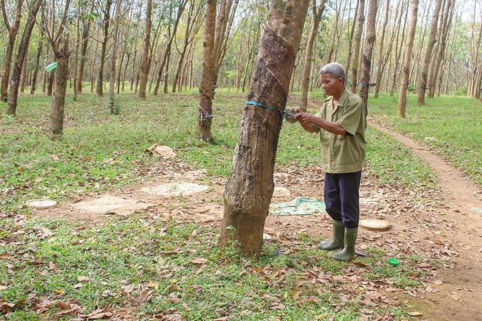 Ông Nguyễn Nam chăm sóc rừng cao su của gia đình. Ảnh: H.T
