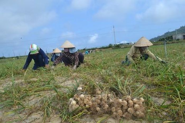 Người dân đảo Lý Sơn thu hoạch tỏi trên cánh đồng.