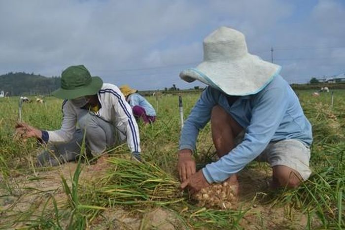 Người dân đảo Lý Sơn thu hoạch tỏi trên cánh đồng.