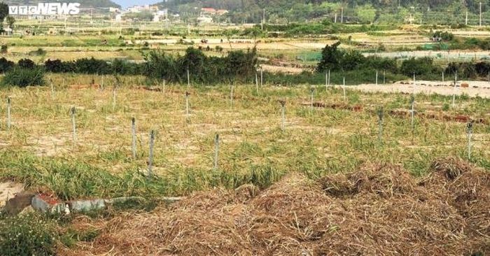 Ông Đặng Tấn Thành, Trưởng phòng Kinh tế và Hạ tầng nông thôn huyện Lý Sơn, cho biết, vụ đông xuân 2019-2020, diện tích trồng tỏi ở Lý Sơn là 325ha. Do thời tiết thuận lợi và chăm sóc tốt nên năng suất dự kiến đạt khoảng 85 tạ/ha, tổng sản lượng ước đạt hơn 2.400 tấn.