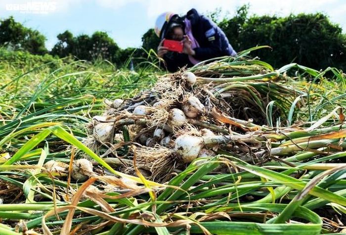 Mặc dù khẳng định chắc nịch năng suất năm nay cao nhưng bà con đang lo sốt vó vì tỏi rớt giá thê thảm. Cụ thể, giá 1kg tỏi tươi bán ra trong những ngày qua dao động trong khoảng từ 35 đến 50 nghìn đồng.