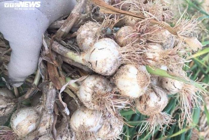 Trong khi đó, ông Nguyễn Quốc Việt - Chủ tịch UBND huyện Lý Sơn, nhận định, năm nay địa phương được mùa tỏi, nhưng tỏi ở những nơi khác cũng có năng suất rất cao, trong khi giá thành lại thấp hơn tỏi Lý Sơn.