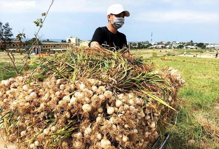 "Vụ tỏi 2018-2019, gia đình tôi canh tác 4 sào và thu hoạch được 500kg tỏi khô. Cũng với ngần ấy diện tích, chắc chắn năm nay sản lượng sẽ cao hơn do thời tiết tương đối thuận lợi cho cây tỏi phát triển", bà Nguyễn Thị Thúy (trú xã An Hải) cho hay.