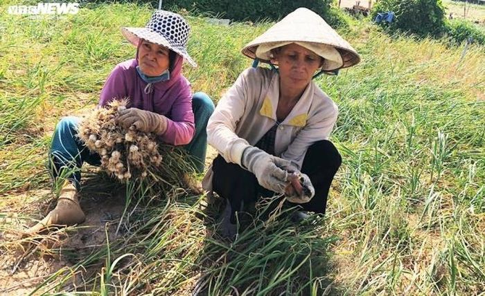 Về tình trạng được mùa mất giá, ông Thành cho biết, huyện đang xây dựng đề án và sắp triển khai liên kết với các doanh nghiệp nhằm bao tiêu sản phẩm cho nông dân với giá cao.