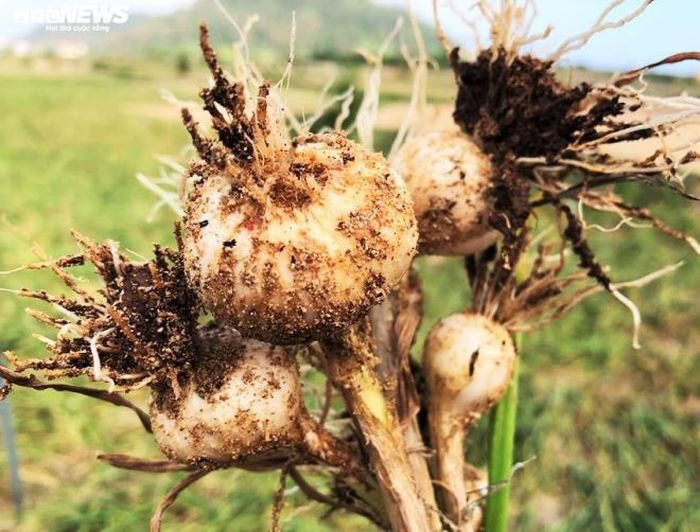"Tỏi tươi năm ngoái được bán với giá 70-80 nghìn đồng/kg. Hy vọng từ nay cho tới cuối vụ thu hoạch, giá tỏi sẽ cải thiện, tránh cái dớp được mùa mất giá", một nông dân xã An Hải chia sẻ.