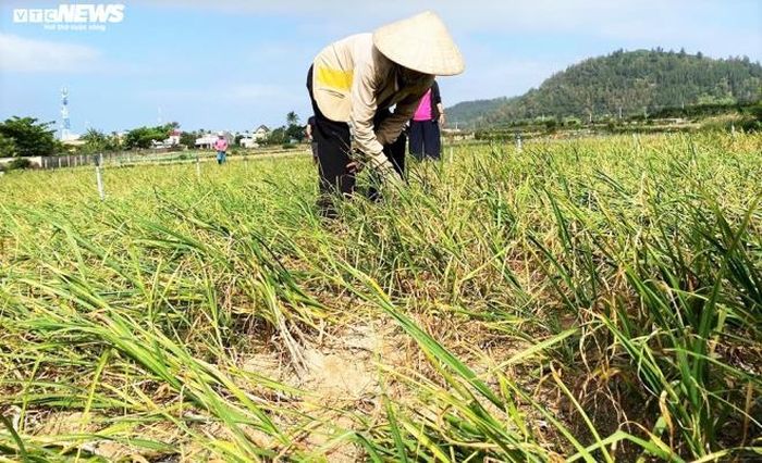 "Huyện đang lo tỏi ở những nơi khác trà trộn ra Lý Sơn để bán với giá rẻ. Do đó, chúng tôi cố gắng hoàn thành việc đăng ký chỉ dẫn địa lý cho loại đặc sản này nhằm bảo vệ thương hiệu; và tăng cường việc kiểm soát tỏi từ nơi khác đến", ông Việt nói.