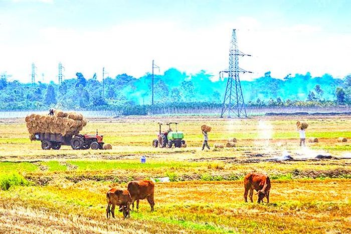 Tác phẩm Vào mùa của nghệ sĩ nhiếp ảnh Hoàng Long