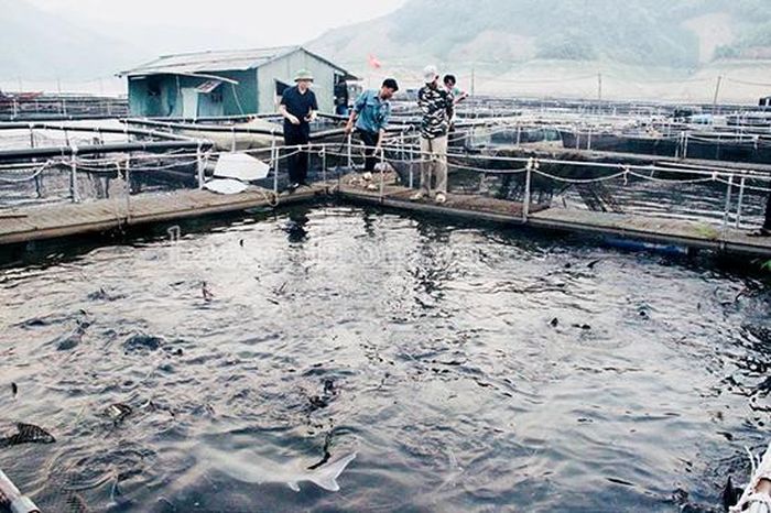 Du khách tham quan mô hình nuôi cá tầm trên lòng hồ.