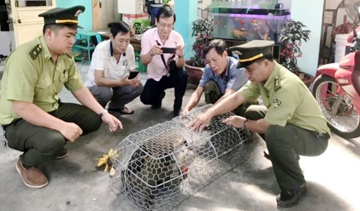 Cá thể khỉ được ông Toàn giao nộp cho lực lượng Kiểm lâm.