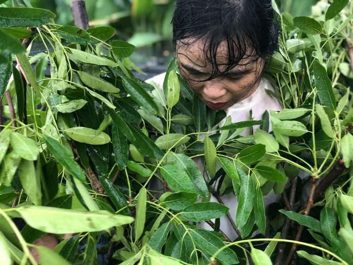 Ly Hoàng Ly đang làm durational performance art (trình diễn kéo dài) trong một chiều mưa với những tán lá đang bị chặt của cây cuối cùng trên đường Tôn Đức Thắng - cây 169