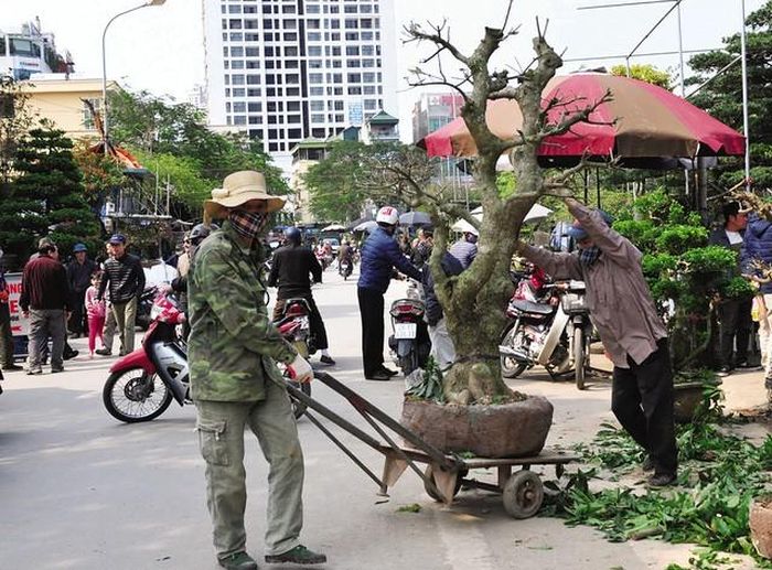 Chợ hoa làng Vạn Phúc được đánh giá là khá đa dạng các chủng loại cây cảnh.