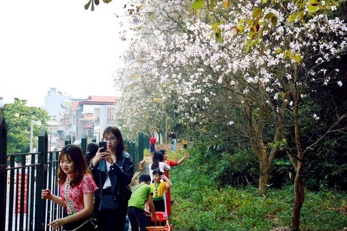  Đông đảo người dân chụp ảnh lưu niệm với hoa ban trên di tích Đồi A1.
