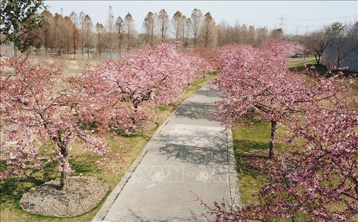 Hoa anh đào nở rộ tại Thượng Hải, Trung Quốc, ngày 24/2/2020. Ảnh: THX/TTXVN