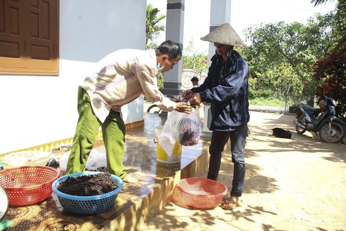 Những quả dâu sau khi được thu hoạch sẽ có ngay thương lái đến mua.