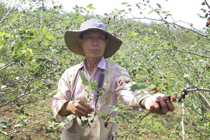 Ông Trần Văn Quốc (thôn Tân Phú, xã Cam Thành, huyện Cam Lộ) cho biết: “Đến nay gia đình trồng hơn 2 ha. Năm nay thời tiết thuận lợi, vườn dâu đạt năng suất cao, sản lượng thu hoạch 5 – 6 tấn quả/vụ với giá bán từ 35 – 45 nghìn đồng/kg. Đất đai, điều kiện khí hậu phù hợp nên trồng dâu không tốn nhiều công chăm sóc, ít sâu bệnh cùng đem lại hiệu quả kinh tế cao hơn các loại cây ban địa trước đây”.