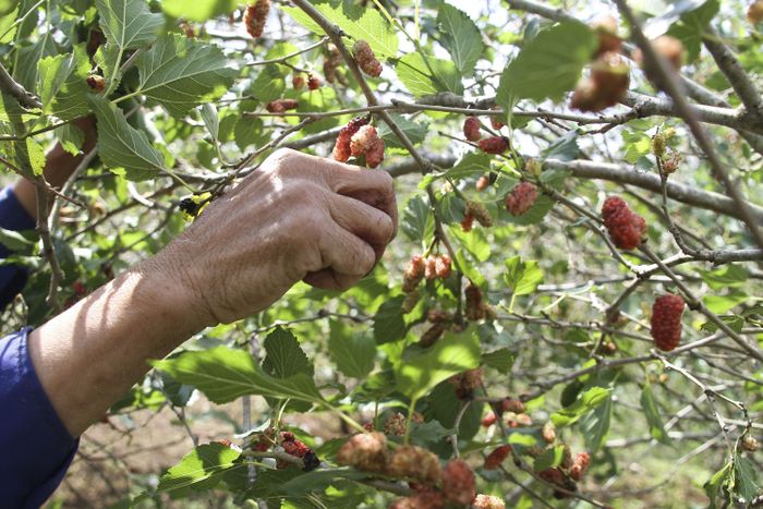 Vào vụ dâu chín rộ cả một vùng mọi người phải thu hoạch nhanh nếu không kịp dâu sẽ rụng. Dâu được thu hoạch thủ công bằng tay để đảm bảo quả không bị dập nát.
