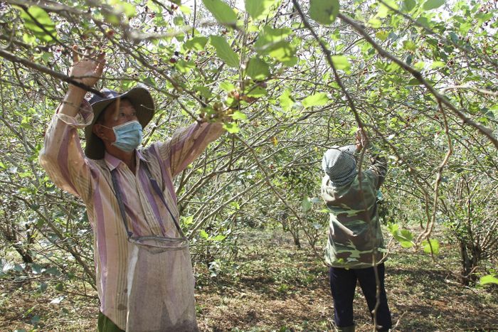 Xã Cam Thành có hơn 5 ha trồng dâu tằm, dù là cây trồng mới tuy nhiên mô hình trồng dâu tằm đã góp phần đem lại hiệu quả kinh tế khá cao cho bà con. Năm nay thời tiết thuận nên dâu sai trĩu quả, được thương lái đến tận vườn thu mua với giá ổn định.
