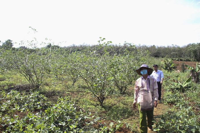 Trước đây, vùng gò đồi thuộc xã Cam Thành người dân chủ yếu trồng hồ tiêu, cà phê, cao su nhưng năng suất hiệu quả không cao, cùng cây trồng hay bị dịch bệnh. Nhiều năm trở lại đây, nhận thấy cây dâu tằm khá dễ trồng, thích hợp với đất bản địa nên nhiều hộ dân đã mạnh dạn chuyển đổi sang mô hình trồng dâu.