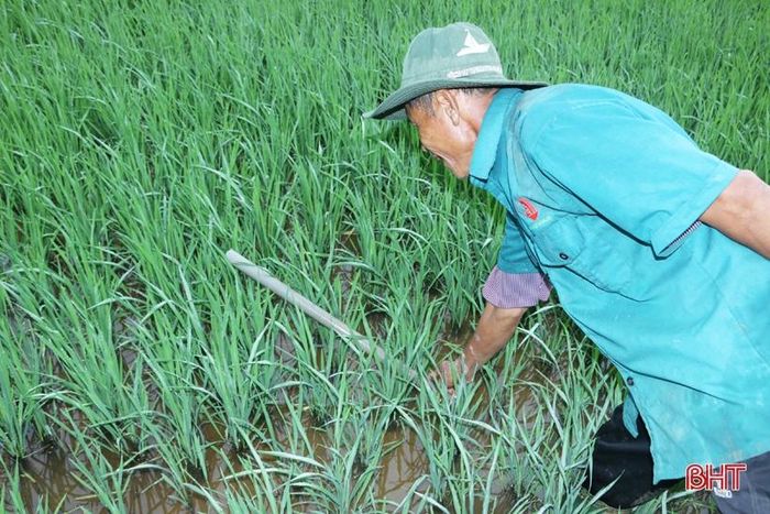 Sau một đêm thả trúm, khoảng 4 giờ sáng hôm sau người dân mới ra đồng lấy trúm.