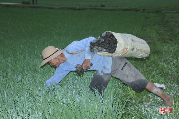 Ông Nguyễn Văn Nam (trú thôn Tiến Hưng, xã Nam Phúc Thăng), người có hơn 10 năm kinh nghiệm thả trúm chia sẻ: "Không phải ruộng nào cũng thả được trúm, phải chọn những chân ruộng có bùn sâu sục, mực nước phải bằng gần một gang tay, đặc biệt với kinh nghiệm nhiều năm trong nghề, chỉ cần nhìn qua mặt ruộng nếu phát hiện có nhiều lỗ thì ở đó chắc chắn sẽ có nhiều lươn... Mỗi đêm tôi thả gần 300 ống, thu về 4 - 5kg lươn, cho thu nhập khoảng trên dưới 500.000 đồng".