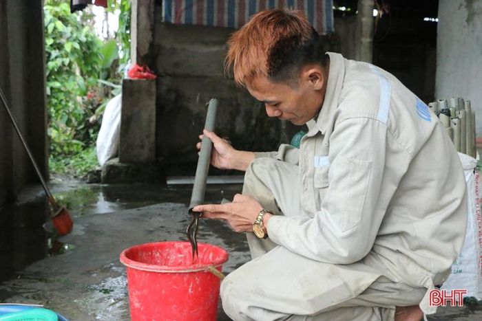 Sau khi lấy ống trúm từ ngoài ruộng về, lươn sẽ được lấy ra khỏi trúm