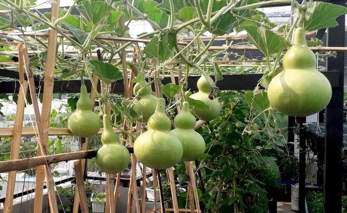 Hồ sen nở quanh năm trên sân thượng 300 m2Ban đầu anh lo ngại không có thời gian làm vườn, bởi vừa kinh doanh xây dựng, bất động sản, nhà hàng nên công việc rất áp lực. Nhưng mong muốn có một khu vườn như thuở nhỏ ở quê đã thôi thúc anh quyết tâm. "Giờ đầu tư làm bài bản rồi thấy không mất nhiều thời gian chăm, mà tốn nhiều thời gian vào ngắm", anh cười nói.