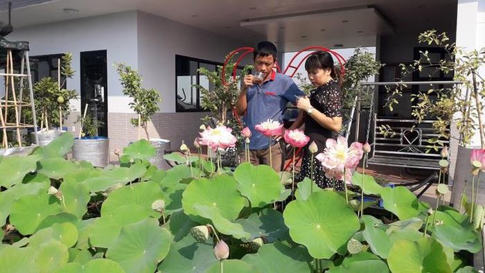 Hồ sen nở quanh năm trên sân thượng 300 m2Khu vực không có gì che, nắng cả ngày, anh thiết kế một hồ sen rộng 20 m2 từ các nguyên liệu đơn giản và rẻ tiền, chứ không phải xây kiên cố. Anh cho biết, chăm sóc sen khá dễ, một tuần mới phải bơm nước một lần, thi thoảng tỉa lá. Do khí hậu nên sen ở Sài Gòn nở quanh năm. Mỗi tháng nhà anh thu được cả cân hạt sen và gần như tuần nào cũng cắt hoa cắm một bình dưới phòng khách.