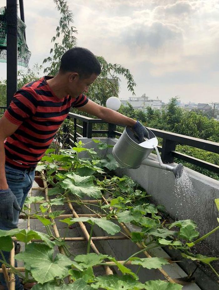 Hồ sen nở quanh năm trên sân thượng 300 m2Cuối cùng anh quyết định tự thiết kế mảnh vườn trên sân thượng sao cho phù hợp với không gian và thời gian của mình. Vườn được chia thành nhiều khu, mỗi một nơi đều tính toán theo số giờ đón nắng, hướng nào nhiều gió, vị trí nào gần vòi rửa... "Ở khe tường chỉ 20 cm tôi vẫn trồng được rau bí phát triển rất tốt bởi đoạn tường đó ngược hướng mặt trời", anh nói.