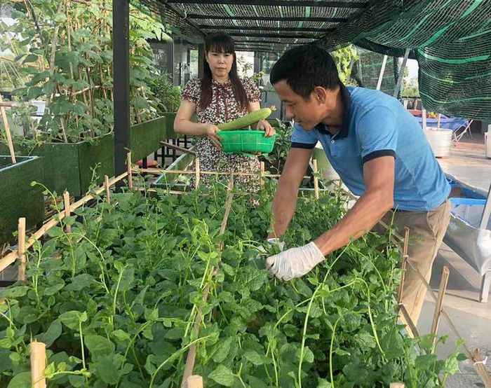 Hồ sen nở quanh năm trên sân thượng 300 m2Trồng rau chưa được một năm, nhà anh Huynh đã có ăn rau quả ăn không xuể. Mùa mồng tơi, bí, mướp nhiều, nhà anh "nài nỉ" hàng xóm cắt về ăn. "Vui nhất là từ ngày có vườn, chặt xong thịt gà mới sai con lên hái lá chanh, ớt; cua giã, lọc xong mới chạy lên cắt mướp", anh cho hay.
