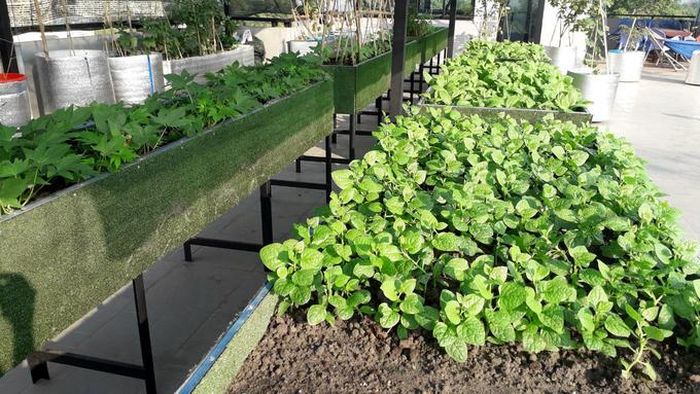 Hồ sen nở quanh năm trên sân thượng 300 m2Là người gốc Bắc, không hiểu kỹ về thời tiết miền Nam nên thời gian đầu "sự nghiệp trồng vườn" của anh Huynh chỉ toàn thất bát, trồng cây gì, chết cây đó. Quyết tâm chinh phục khí hậu, anh mang cả bể kính nuôi cá lên sân thượng, đổ đất trồng cây để theo dõi xem cây phát triển qua mặt kính thế nào. Có hôm nửa đêm tỉnh dậy, anh chạy lên "rình" xem cây phản ứng ra sao với nhiệt độ, độ ẩm và gió.