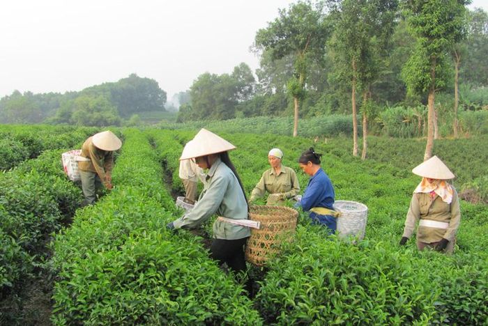 Đa số gia đình có hội viên phụ nữ ở xóm 5, thị trấn Sông Cầu (Đồng Hỷ) đều được vay vốn phát triển kinh tế và hỗ trợ về khoa học kỹ thuật từ các cấp hội LHPN.