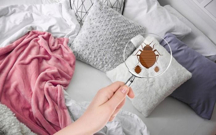 Không giặt hay thay gối thường xuyên: Mỗi đêm khi ngủ, gối sẽ tiếp xúc với da, tóc và dầu cơ thể tiết ra. Điều này có thể thu hút bọ ve phát triển trong gối, gây ra các tình trạng như dị ứng cho da.