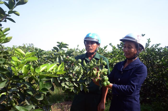 Trưởng ấp Nguyễn Thị Thường kiểm tra năng suất vườn chanh của thành viên Câu lạc bộ giúp nhau phát triển kinh tế.