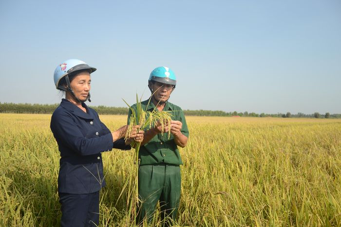 Chị Nguyễn Thị Thường kiểm tra năng suất lúa của thành viên Câu lạc bộ giúp nhau phát triển kinh tế.