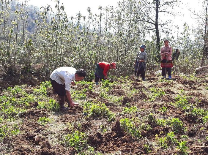 Mỗi hạt mầm gieo xuống ấp ủ ước mong về mùa vụ no đủ.