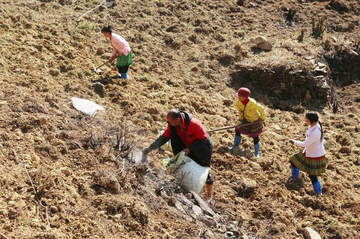 Mỗi hố gieo hạt, bón lót phân để cung cấp dinh dưỡng cho cây.