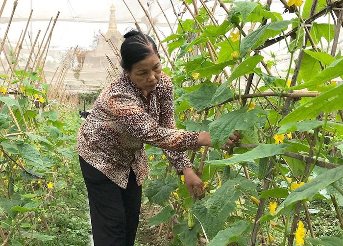 Bà Nguyễn Thị Tâm dành tâm huyết của mình vào mô hình phát triển rau an toàn theo tiêu chuẩn VietGap, được chị em hội viên noi theo.