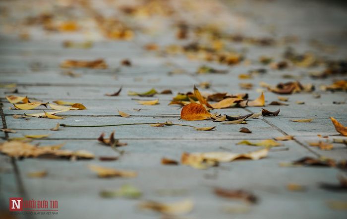 Lá vàng, lá đỏ đồng thời cũng là báo hiệu của một cuộc chuyển tiếp mới.