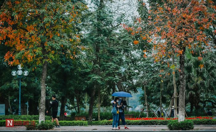 Mùa cây thay lá ở Hà Nội chỉ kéo dài độ 2 tuần. Sau đó sẽ rụng lá để nhường chỗ cho những nụ mầm xanh tươi.