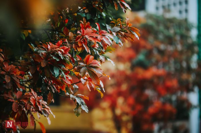 Những cảnh tượng thế này khiến người ta cảm thấy muốn ra đường hơn.